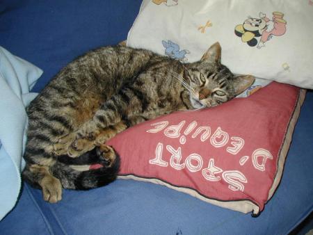 minou minou